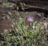 Centaurea diffusa