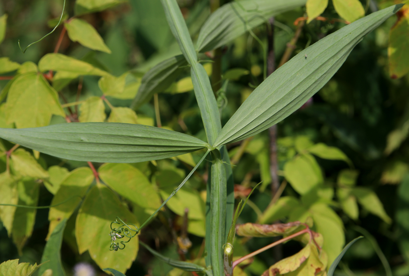 Изображение особи Lathyrus sylvestris.