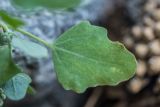 Chenopodium album