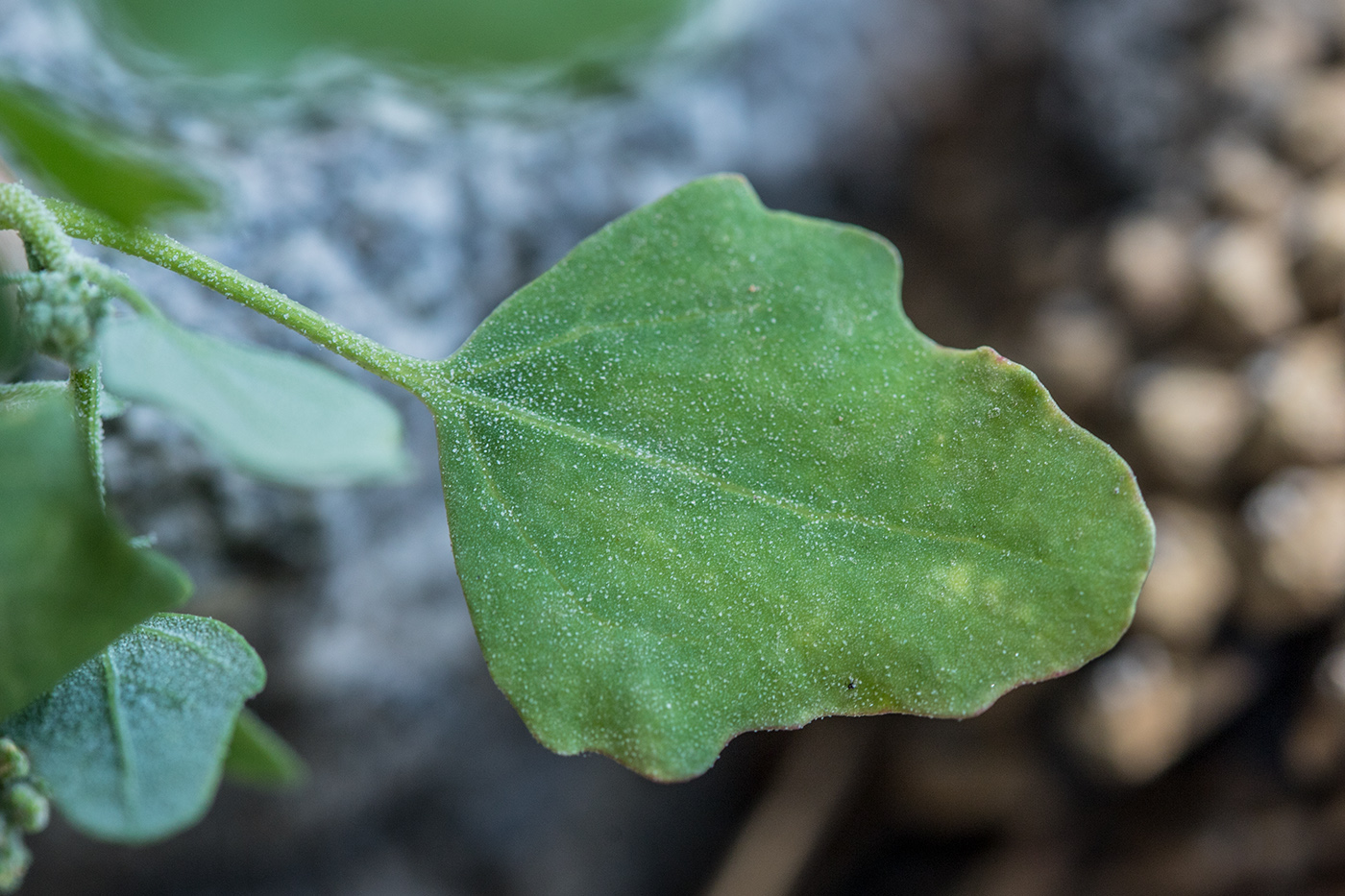 Изображение особи Chenopodium album.