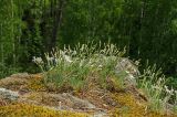 Dianthus acicularis