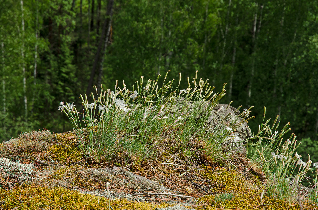 Изображение особи Dianthus acicularis.