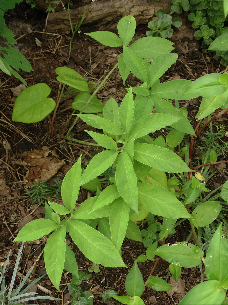 Image of Sauromatum venosum specimen.