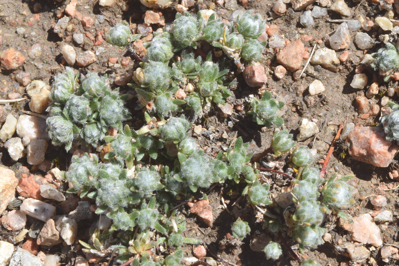 Image of genus Androsace specimen.