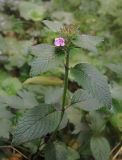 Clinopodium chinense