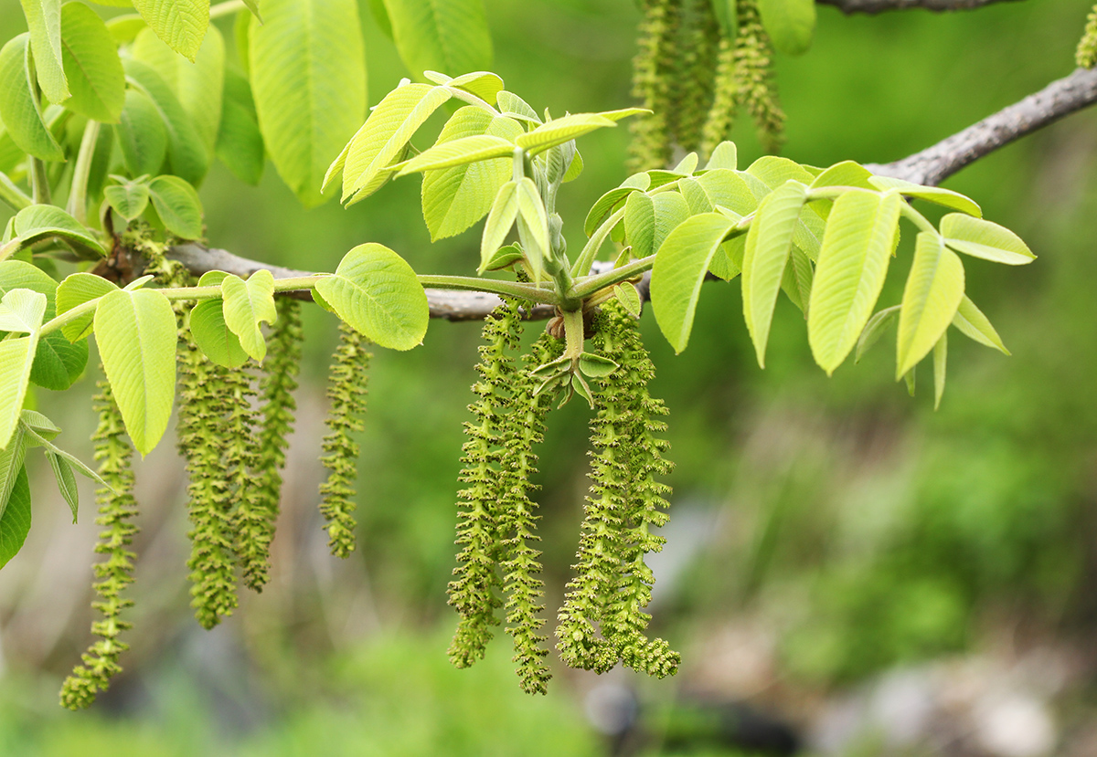 Image of Juglans mandshurica specimen.