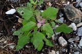 Chenopodium album