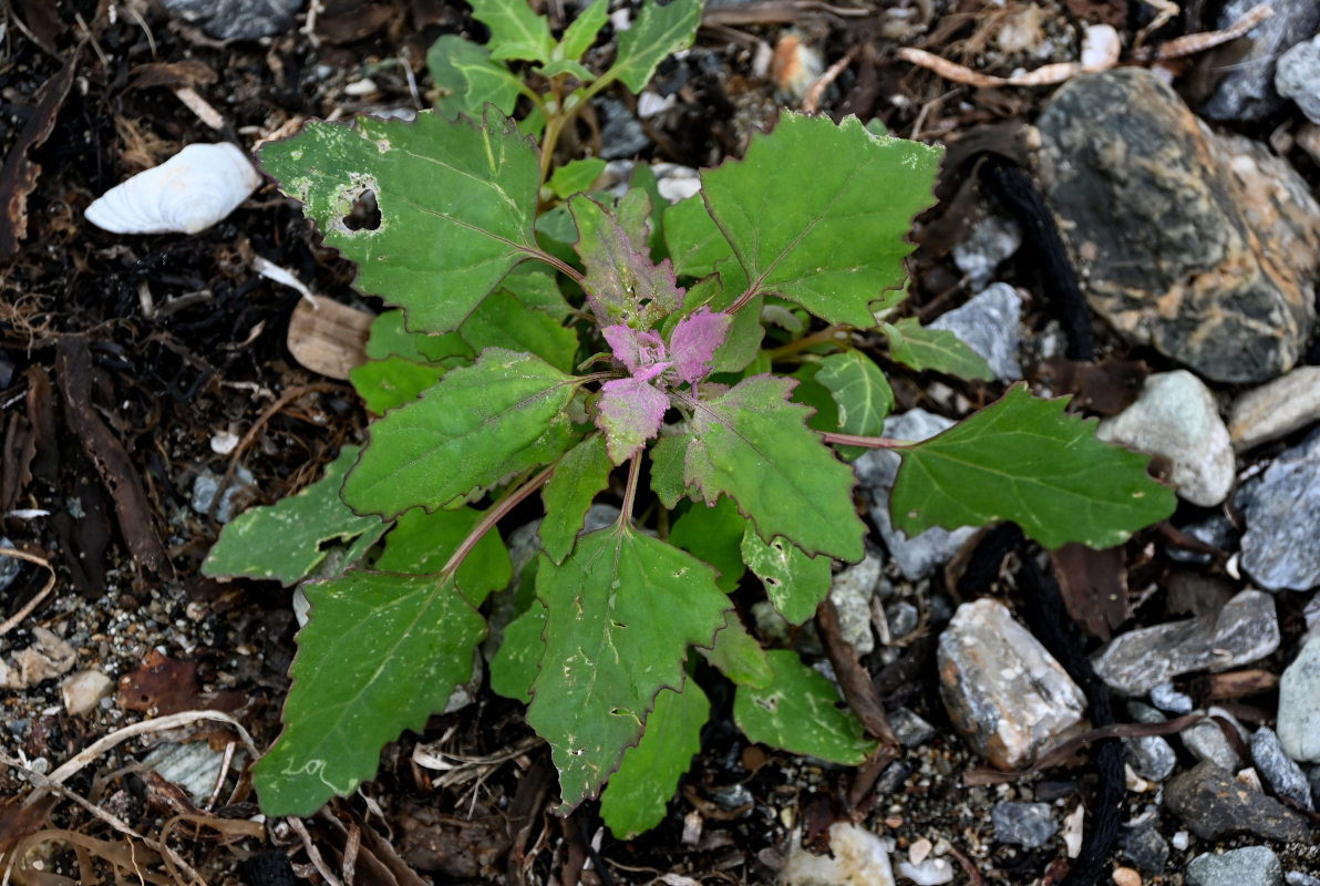 Image of Chenopodium album specimen.