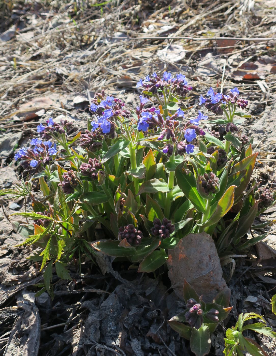 Image of Pulmonaria mollis specimen.