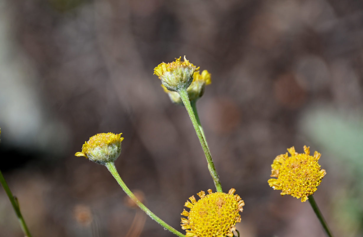 Image of Tanacetum millefolium specimen.