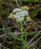 Achillea setacea. Верхушка цветущего растения. Чечня, Итум-Калинский р-н, окр. с. Ведучи, ≈ 1500 м н.у.м., луговой склон. 26.07.2022.