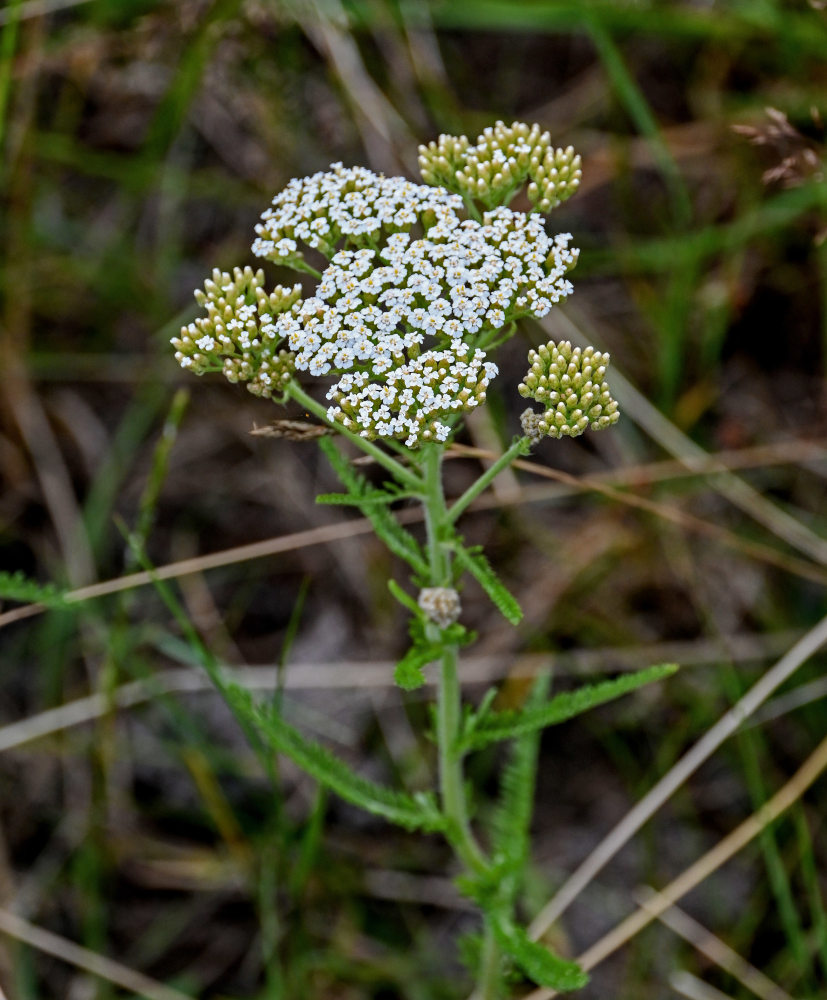 Изображение особи Achillea setacea.