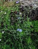 Cichorium intybus. Цветущее растение в сообществе с Artemisia, Convolvulus и Trifolium. Грузия, Имеретия, г. Кутаиси, луговой участок у развалин каменной стены. 14.06.2023.