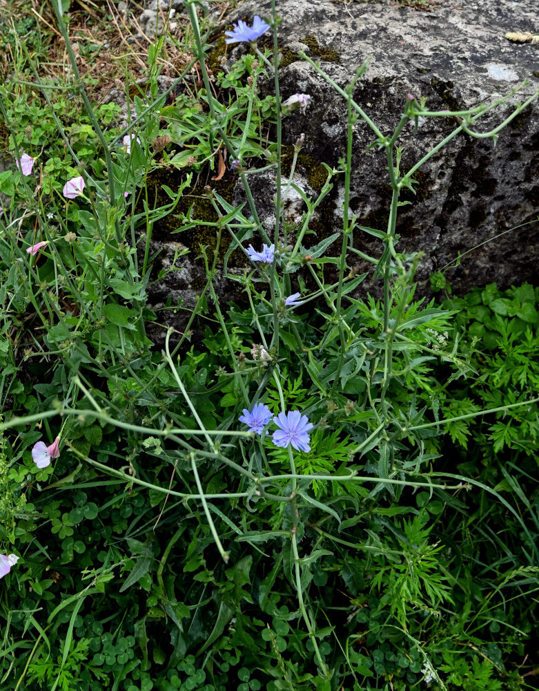 Image of Cichorium intybus specimen.