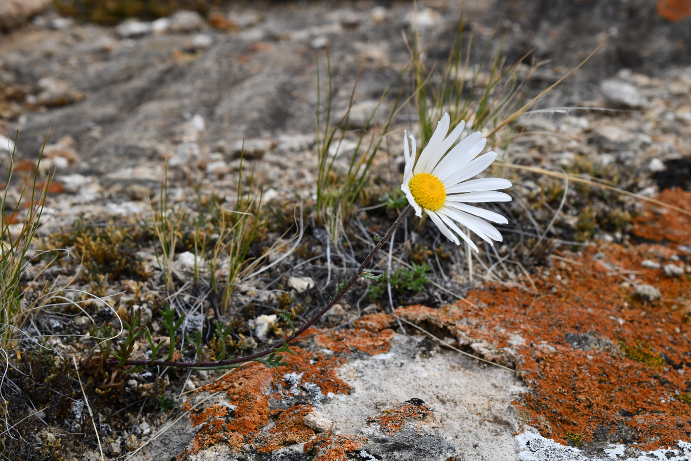 Image of Chrysanthemum zawadskii specimen.
