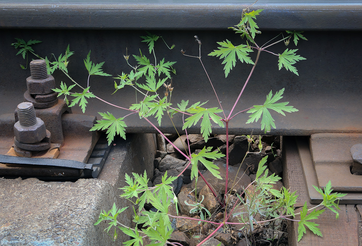 Image of Geranium sibiricum specimen.