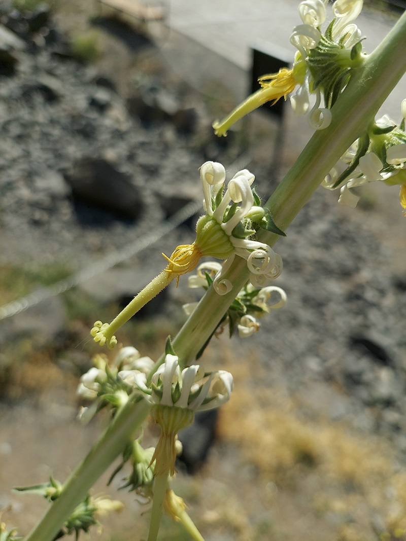 Image of Michauxia laevigata specimen.