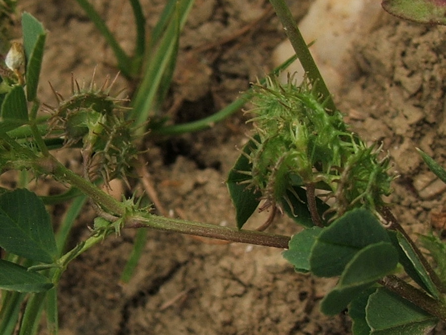 Image of Medicago denticulata specimen.