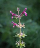 Stachys sylvatica