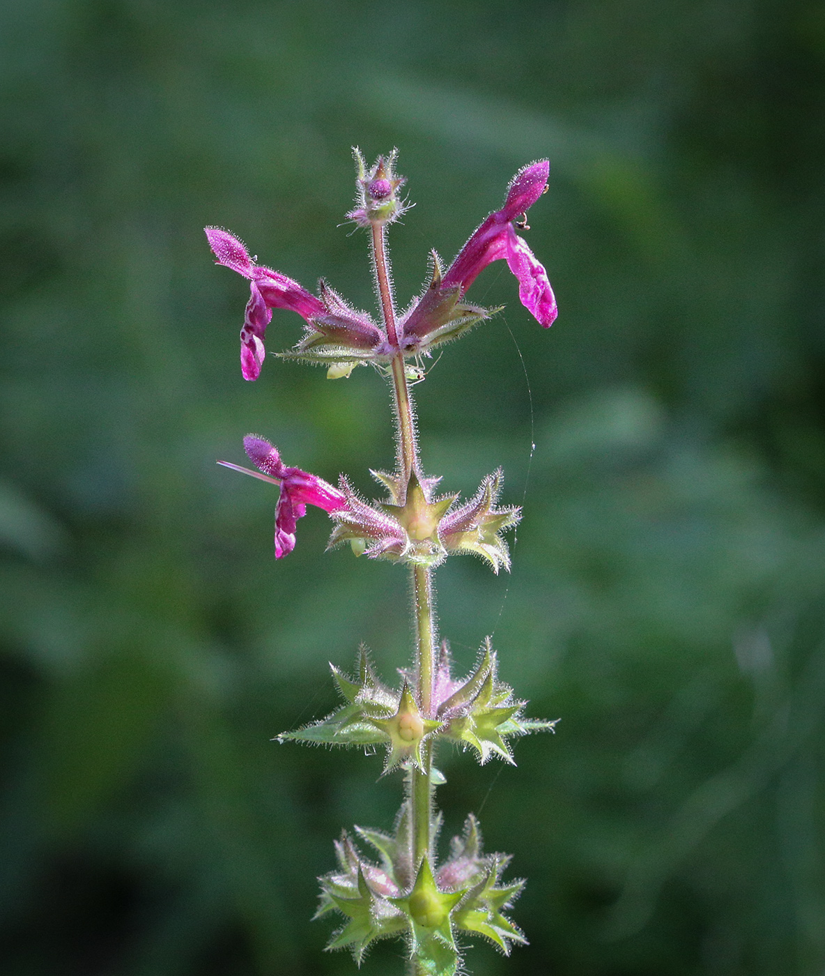 Изображение особи Stachys sylvatica.