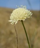 Cephalaria uralensis. Верхушка побега с соцветием. Оренбургская обл., Беляевский р-н, Донской сельсовет, Долгие Горы, степной склон. 5 сентября 2023 г.