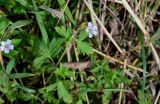 Geranium sibiricum. Верхушка цветущего растения. Сахалин, Корсаковский гор. округ, оз. Буссе, приморский луг. 26.08.2022.