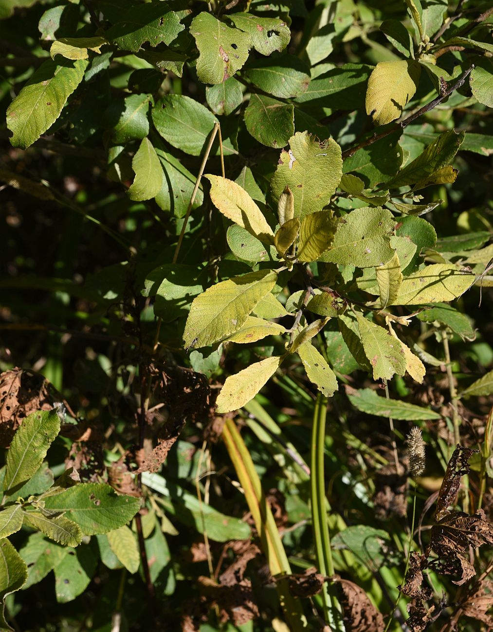 Image of Salix cinerea specimen.