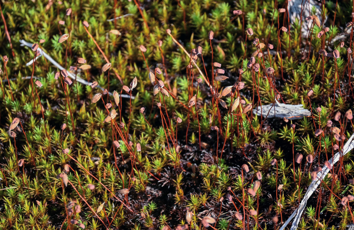 Изображение особи род Polytrichum.