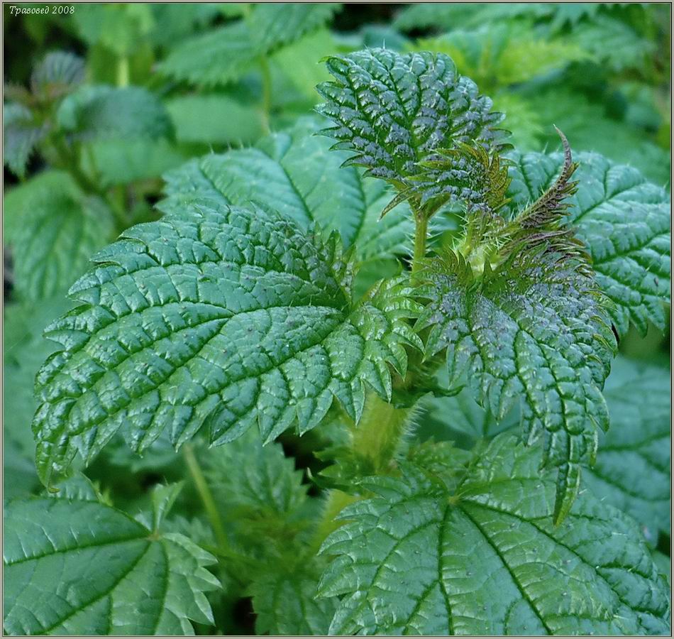 Image of Urtica kioviensis specimen.