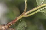 Viburnum opulus f. roseum