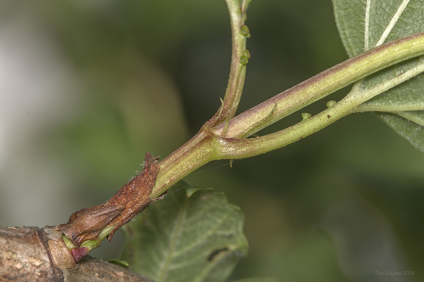 Изображение особи Viburnum opulus f. roseum.