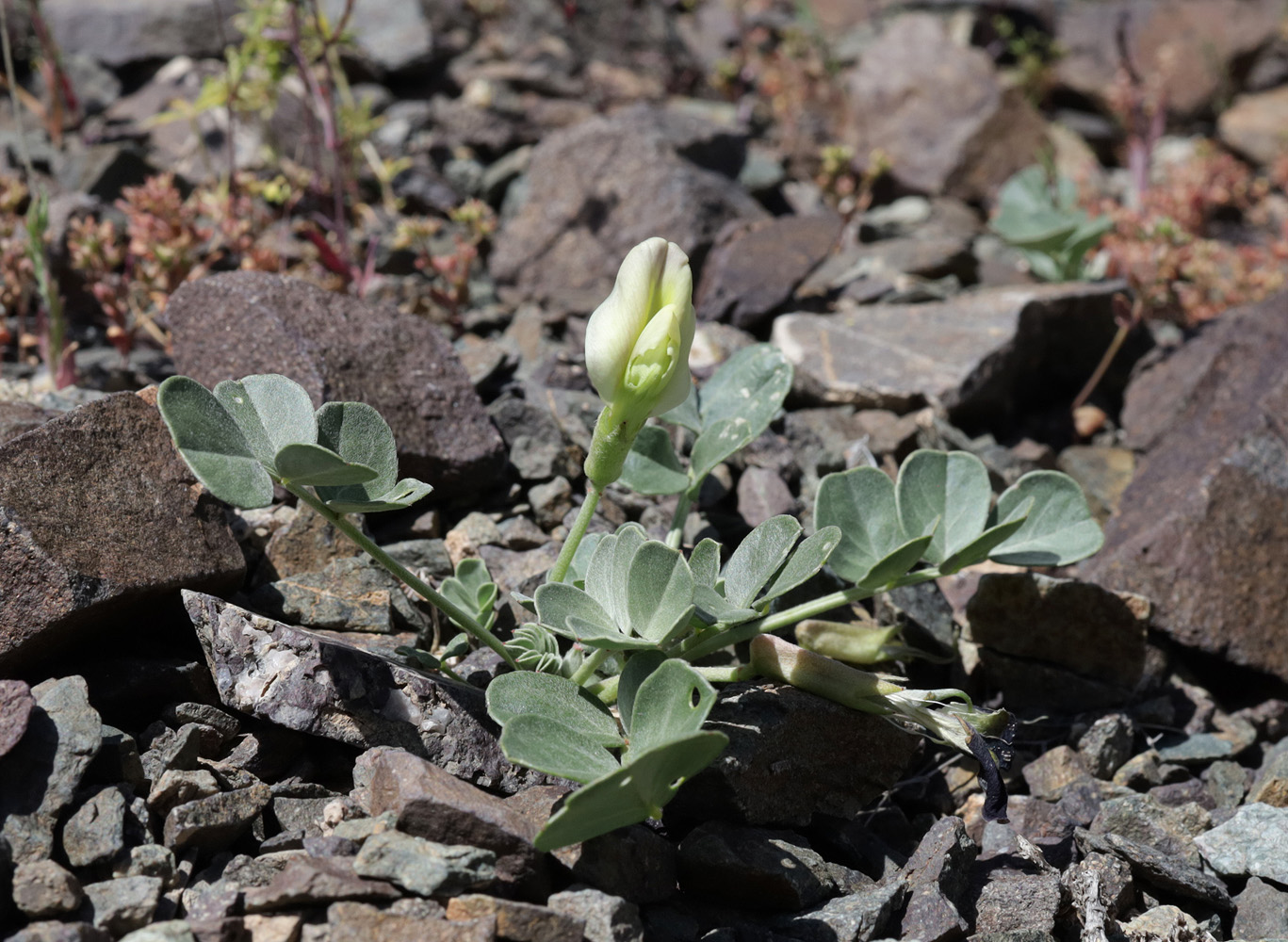 Image of Chesneya dshungarica specimen.
