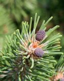 Pinus mugo