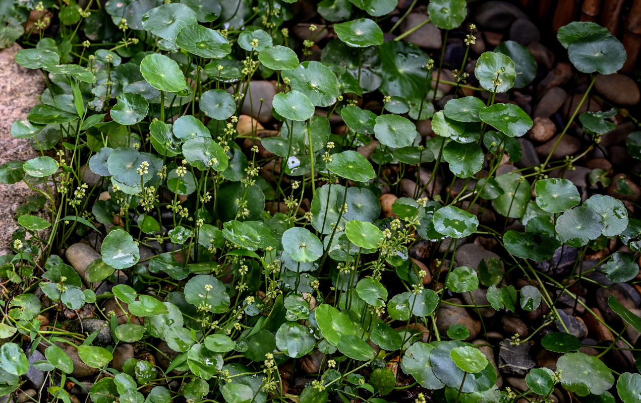 Изображение особи Hydrocotyle umbellata.