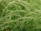 род Elymus