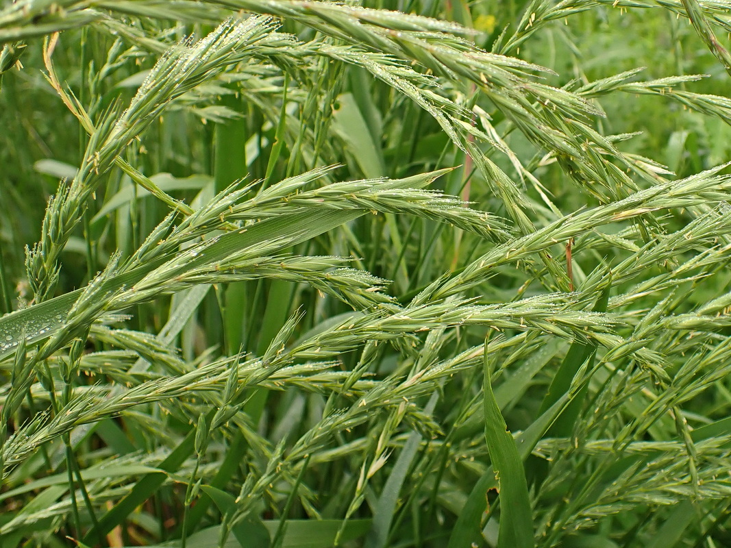 Image of genus Elymus specimen.