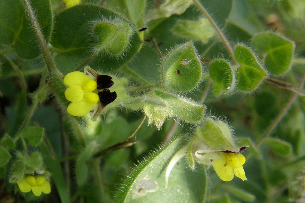 Image of Kickxia caucasica specimen.