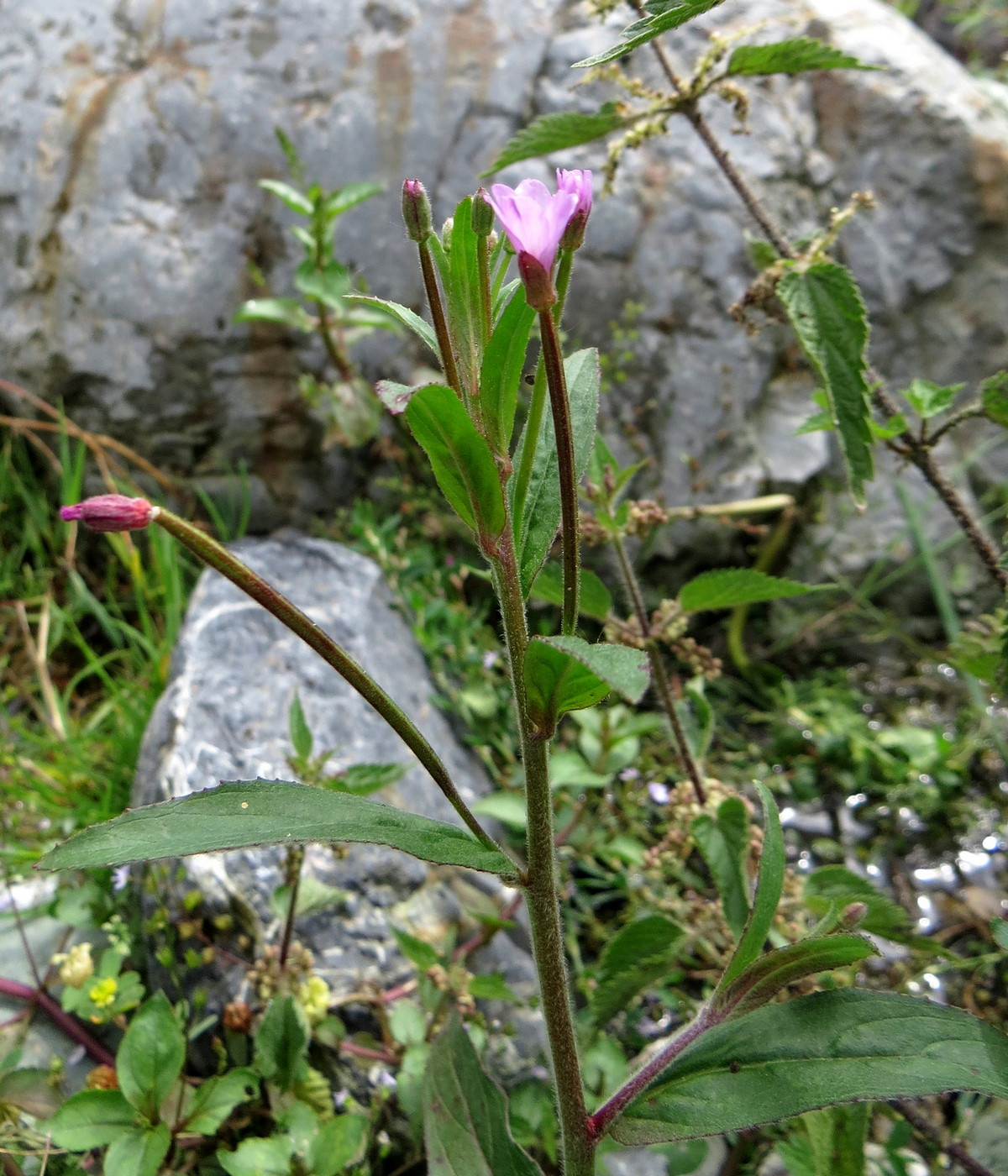 Image of Epilobium parviflorum specimen.