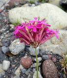 Silene compacta