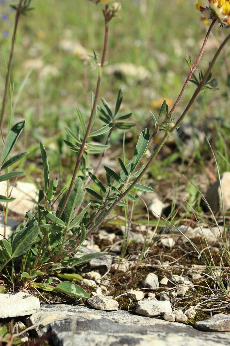 Image of Anthyllis vulneraria specimen.