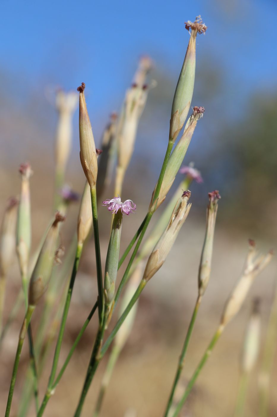 Изображение особи Dianthus helenae.