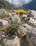 familia Asteraceae