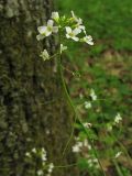 Arabidopsis arenosa. Соцветие с цветками и завязавшимися плодами. Украина, Закарпатская обл., Виноградов, Чёрная гора, грабово-дубовый лес. 5 мая 2008 г.