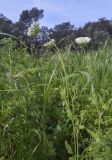 Tordylium officinale