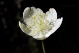 Anemone udensis