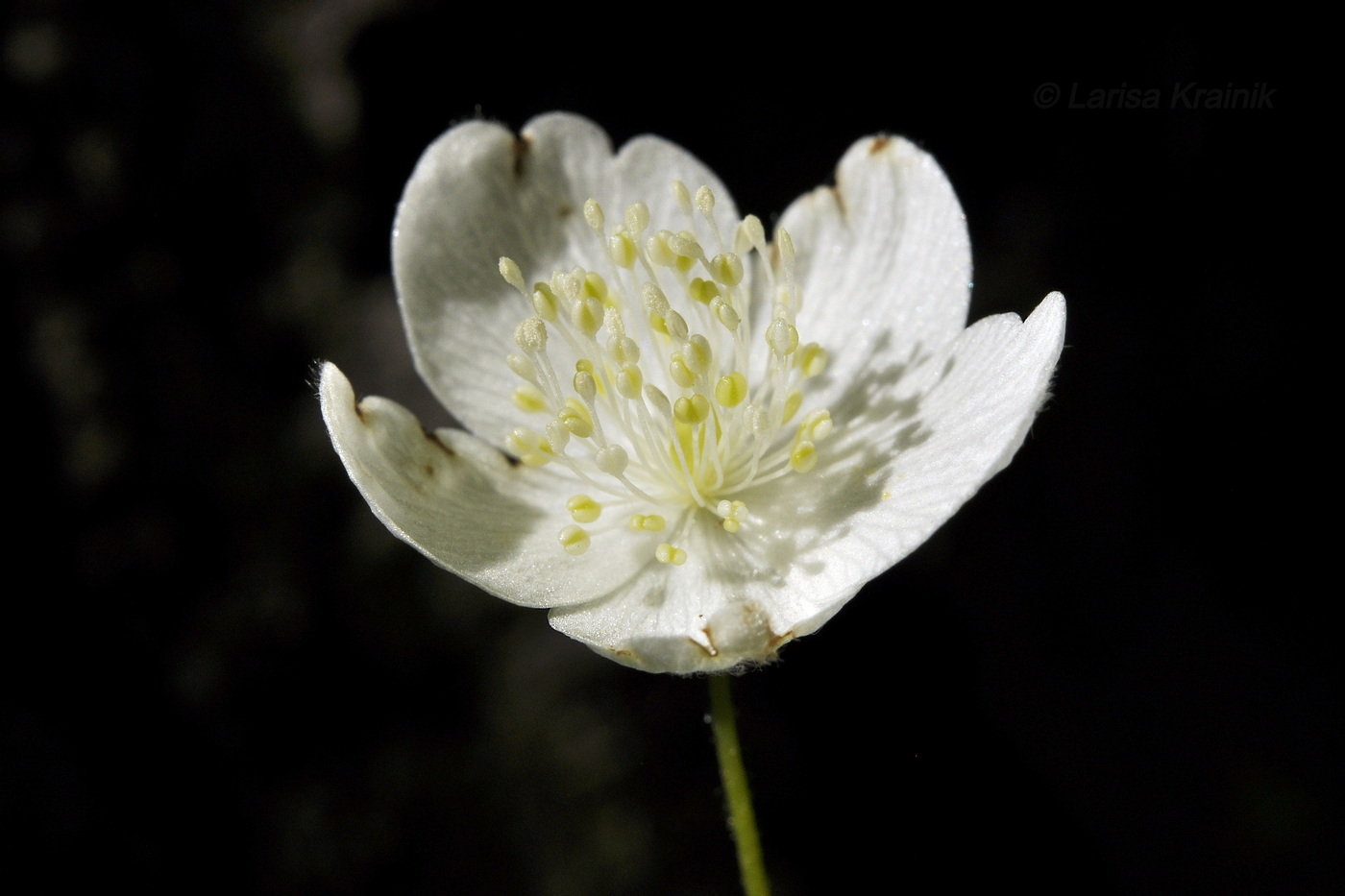 Изображение особи Anemone udensis.