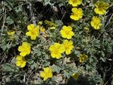 Potentilla acaulis