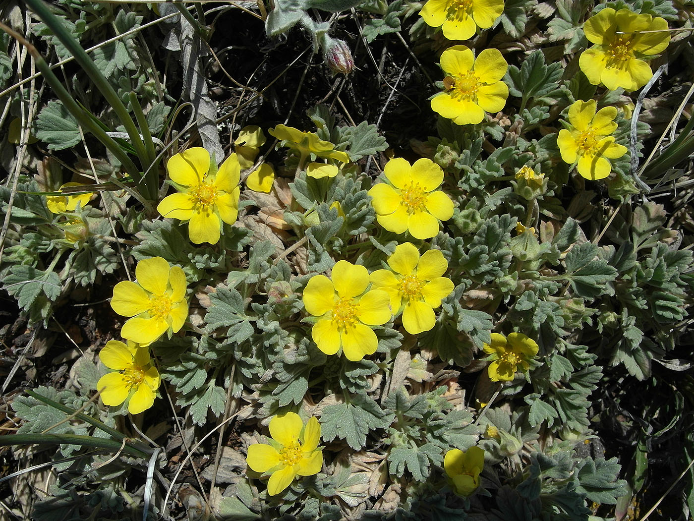 Изображение особи Potentilla acaulis.