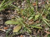 Hypochaeris glabra