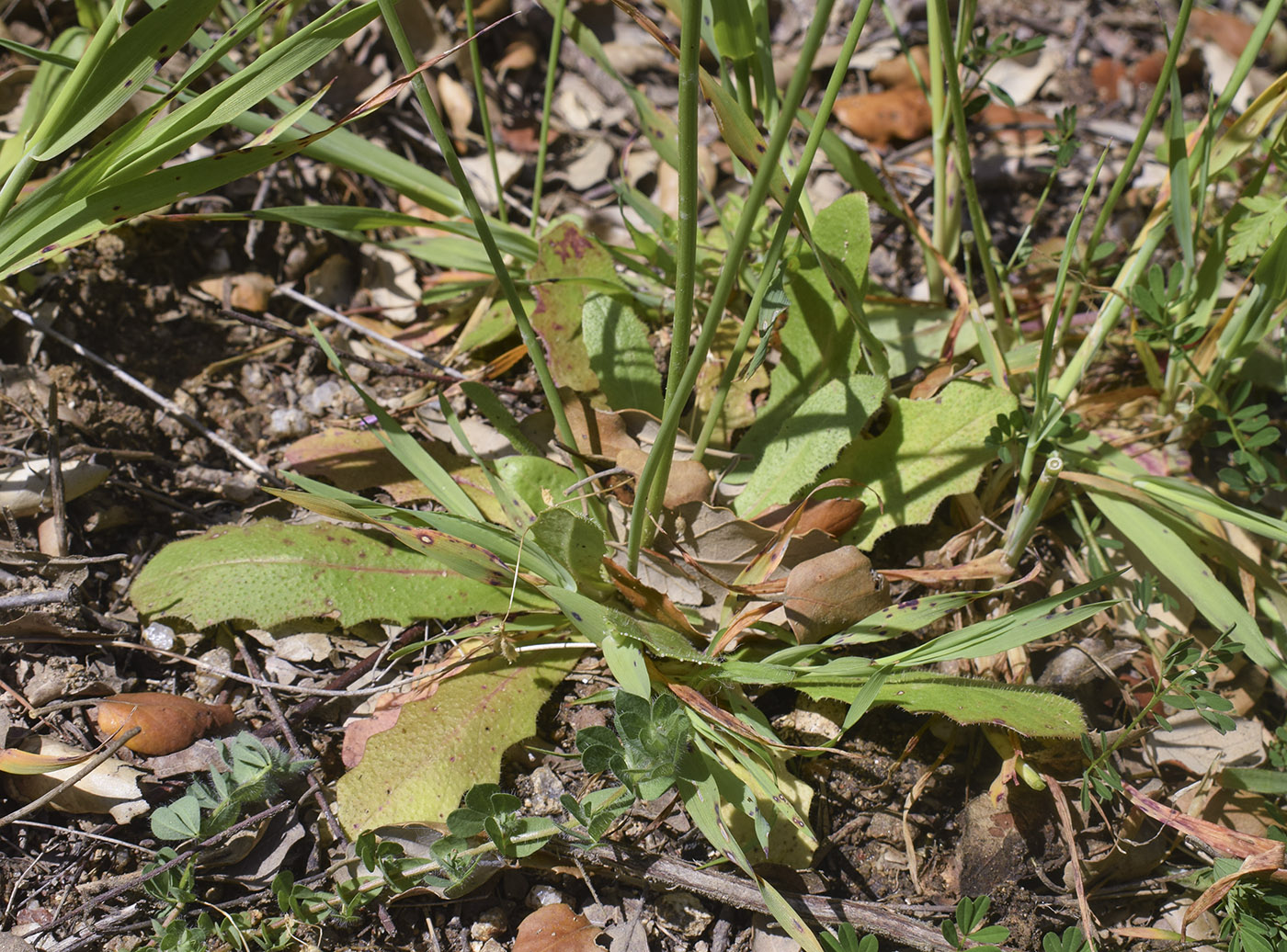 Image of Hypochaeris glabra specimen.